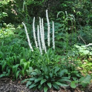5 False Unicorn Plants Chamaelirium Luteum Bare Root Native Wildflower - Image 7