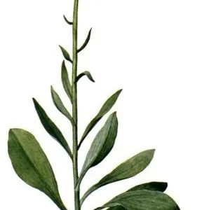 5 False Unicorn Plants Chamaelirium Luteum Bare Root Native Wildflower - Image 9