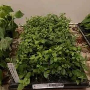 5 Florida Rose Rabbiteye Blueberry Highbush Starter Plant Fruit Perennial Outdoor - Image 3