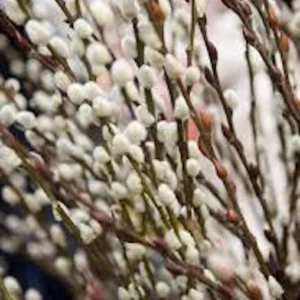 5 French Pussy Willow Live Plants 12-24in Tall - Salix caprea Deciduous Shrub - Image 4