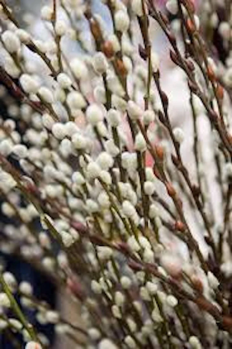 5 French Pussy Willow Live Plants 12-24in Tall - Salix caprea Deciduous Shrub - Image 4