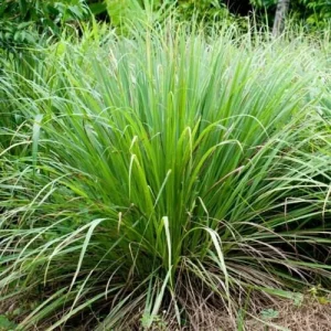 5 Fresh Lemongrass Stalks – Live Plant – Citronella Lemongrass – Easy Grow - Image 2