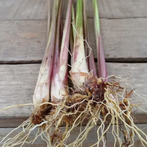5 Fresh Lemongrass Stalks – Live Plant – Citronella Lemongrass – Easy Grow - Image 4