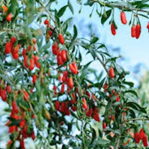 5 Goji Berry Plant Lycium barbarum Live Plant Starter, Fruit Shrub - Image 3