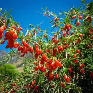 5 Goji Berry Plant Lycium barbarum Live Plant Starter, Fruit Shrub - Image 1