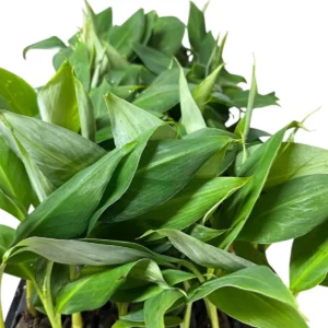 5 Gran Nain Banana Tree Starter Plants - Dwarf Variety Live Plant - Image 2