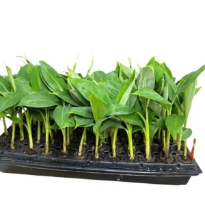5 Gran Nain Banana Tree Starter Plants - Dwarf Variety Live Plant - Image 4