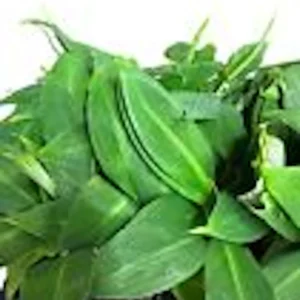 5 Gran Nain Banana Tree Starter Plants - Dwarf Variety Live Plant - Image 5