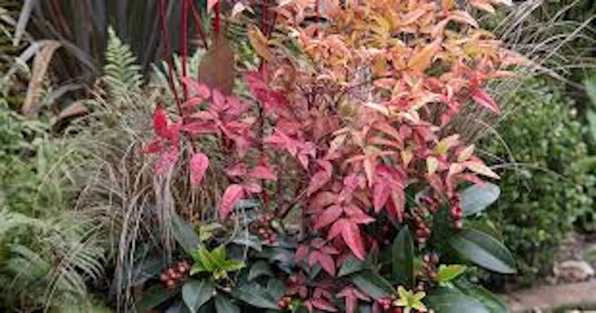 5 Gulf Stream Heavenly Bamboo Starter Live Plants, 6-12in Tall Bare Root, Outdoor Shrub - Image 2