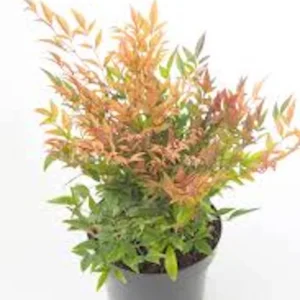5 Gulf Stream Heavenly Bamboo Starter Live Plants, 6-12in Tall Bare Root, Outdoor Shrub - Image 3