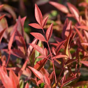 5 Gulf Stream Heavenly Bamboo Starter Live Plants, 6-12in Tall Bare Root, Outdoor Shrub - Image 1