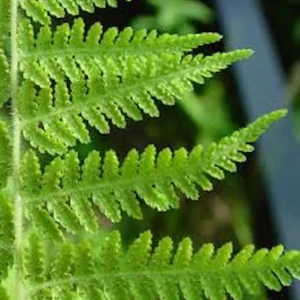 5 Hay Scented Fern Bare Roots - Dennstaedtia punctilobula Perennial Outdoor Plant - Image 6