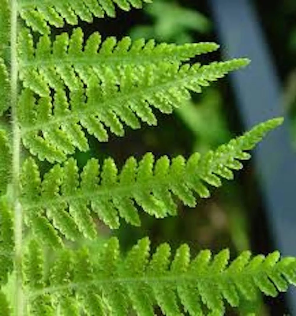 5 Hay Scented Fern Bare Roots - Dennstaedtia punctilobula Perennial Outdoor Plant - Image 6