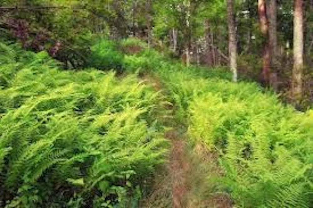 5 Hay Scented Fern Bare Roots - Dennstaedtia punctilobula Perennial Outdoor Plant - Image 7