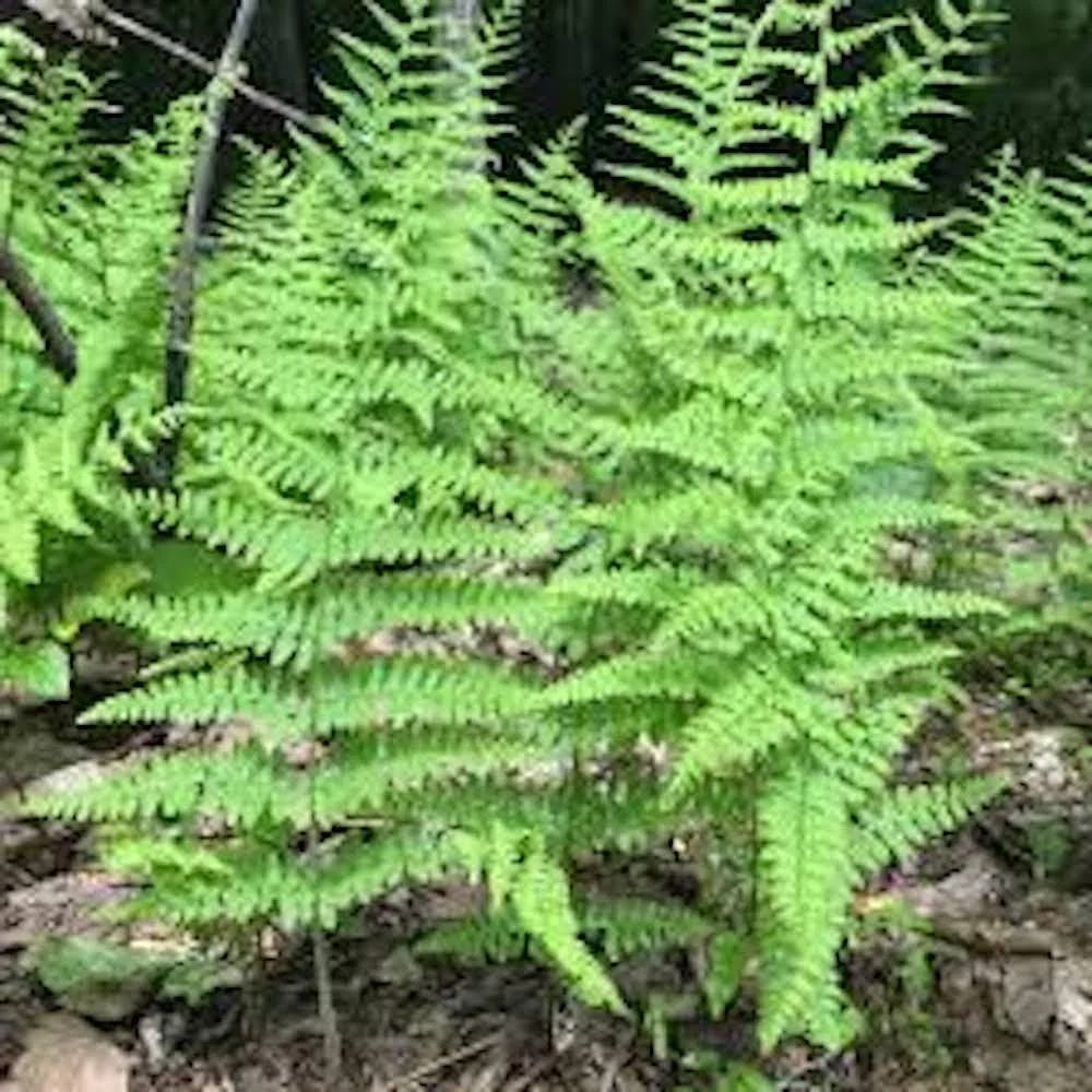 5 Hay Scented Fern Bare Roots - Dennstaedtia punctilobula Perennial Outdoor Plant - Image 8