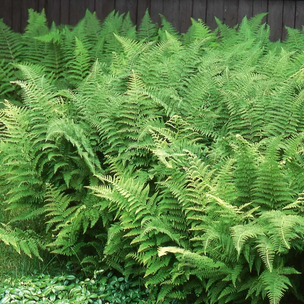 5 Hay Scented Fern Bare Roots - Dennstaedtia punctilobula Perennial Outdoor Plant - Image 1