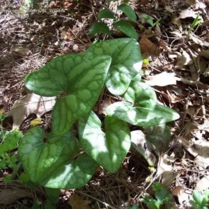 5 Heartleaf Ginger Bare Roots - Organic Hexastylis Arifolia - Outdoor Shade Plant - Image 1