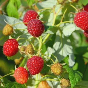 5 Heritage Red Raspberry Starter Plug - Rubus idaeus - Live Bare Root Plant - Image 1