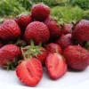 5 Honeoye Strawberry Bare Roots - Fragaria - June-Bearing, Hardy - Image 1