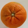 5 Honey Tangerine Seeds - Sweet Juicy Citrus Fruit for Planting - Image 1