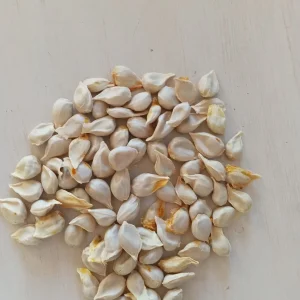 5 Honey Tangerine Seeds - Sweet Juicy Citrus Fruit for Planting - Image 3