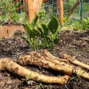 5 Horseradish Plant Bare Roots - Armoracia rusticana - Hardy Perennial - Image 1