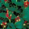 5 Indian Pinkroot Bare Root Plants Spigelia Marilandica Native Perennial Wildflower - Image 1