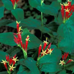 5 Indian Pinkroot Bare Root Plants Spigelia Marilandica Native Perennial Wildflower - Image 1