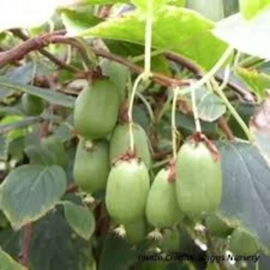 5 Issai Hardy Kiwi Plant - Self-Pollinating Fruit Starter Vine - Live Plant - Image 3