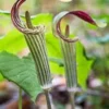 5 Jack In The Pulpit Plants - Arisaema Triphyllum Native Wildflower Bare Root - Image 1