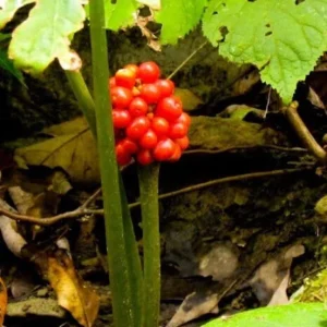 5 Jack In The Pulpit Plants - Arisaema Triphyllum Native Wildflower Bare Root - Image 6