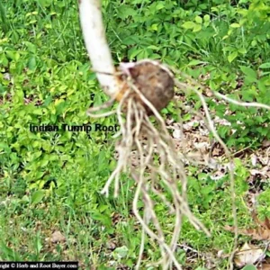 5 Jack In The Pulpit Plants - Arisaema Triphyllum Native Wildflower Bare Root - Image 9