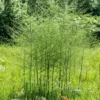 5 Jersey Giant Asparagus Bare Roots - High-Yielding Vegetable Plant - Image 2
