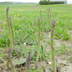 5 Jersey Giant Asparagus Bare Roots - High-Yielding Vegetable Plant - Image 7