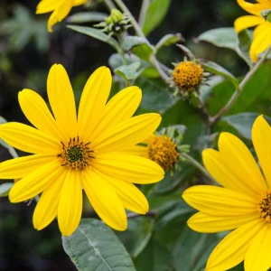 5 Jerusalem Artichoke Tubers for Planting - Helianthus tuberosus - Vegetable - Image 2