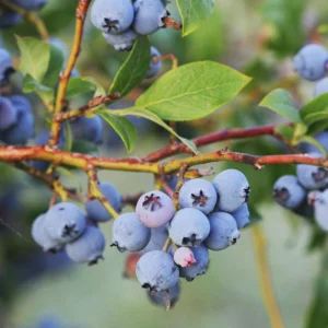 5 Jewel Blueberry Live Plant - Vaccinium corymbosum Starter Plug - Southern Highbush - Image 6