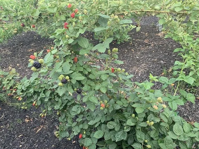 5 Kiowa Blackberry Starter Plug - Live Plant - Large, Sweet Berries - Zones 6-9 - Image 3