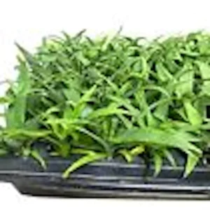 5 Kona Sugarloaf Pineapple Live Plants - Edible Fruit Bush, Ananas comosus - Image 5