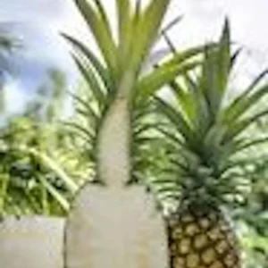 5 Kona Sugarloaf Pineapple Live Plants - Edible Fruit Bush, Ananas comosus - Image 6