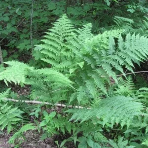 5 Lady Ferns Bare Root - Athyrium Filix-Femina Woodland Perennial Plant - Image 2