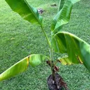 5 Lakatan Banana Starter Plugs - Sweet Musa acuminata Live Plant - Image 3