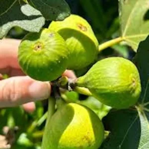 5 Lattarula Fig Starter Plug – Italian Honey Fig Live Plant – Ficus carica – USDA Zones 7-10 - Image 6