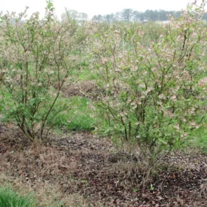 5 Legacy Blueberry Starter Plugs - Vaccinium corymbosum Live Plant - Image 7
