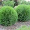 5 Little Giant Arborvitae Plants – Thuja occidentalis – Bare Root Evergreen Shrub – Outdoor - Image 1