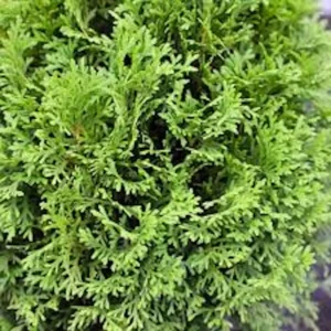 5 Little Giant Arborvitae Plants – Thuja occidentalis – Bare Root Evergreen Shrub – Outdoor - Image 3