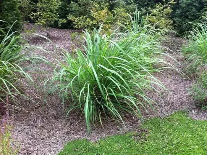 5 Live Lemongrass Stalks Plugs (Cymbopogon) - Healthy Herb Plant for Indoor/Outdoor - Image 2