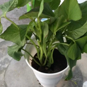 5 Live Purple Okinawa Sweet Potato Plants - Edible Vegetable, Potted, Indoor/Outdoor - Image 4