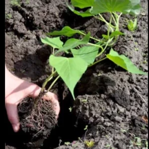 5 Live Purple Okinawa Sweet Potato Plants - Edible Vegetable, Potted, Indoor/Outdoor - Image 7