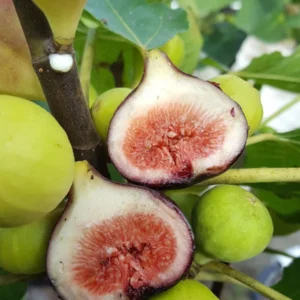 5 Magnolia Fig Starter Plugs - Ficus carica 'Magnolia' Live Plant - Image 1