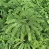 5 Maidenhair Fern Bare Root Plants - Adiantum pedatum - Shade Loving Ferns - Image 1